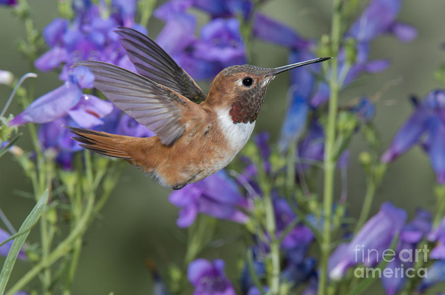 Hummingbird Photograph - Rufous Hummingbird #2 by Anthony Mercieca
