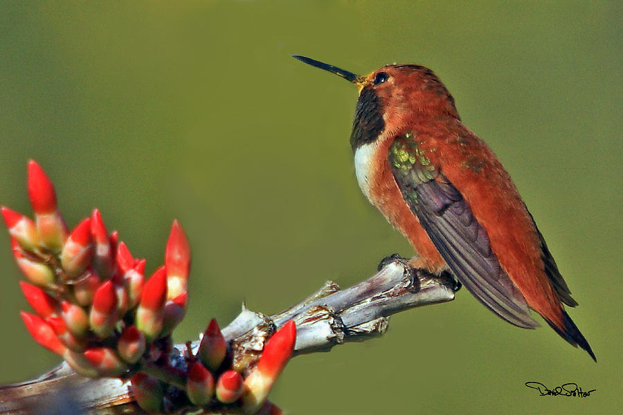 Rufous Hummingbird #2 Photograph by David Salter