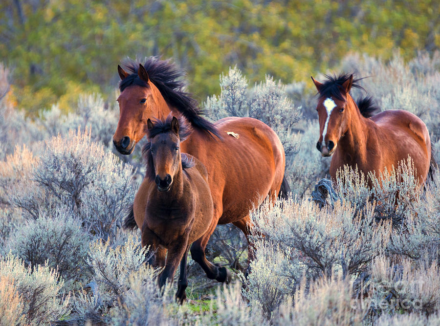Horse Photograph - Running Free by Michael Dawson