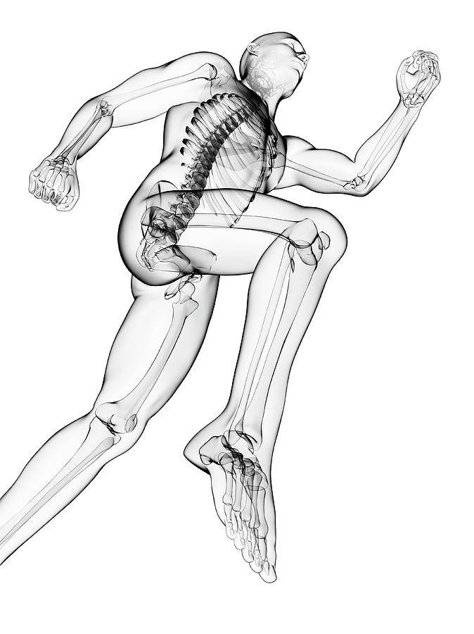 Running Skeleton Photograph by Sciepro/science Photo Library Pixels