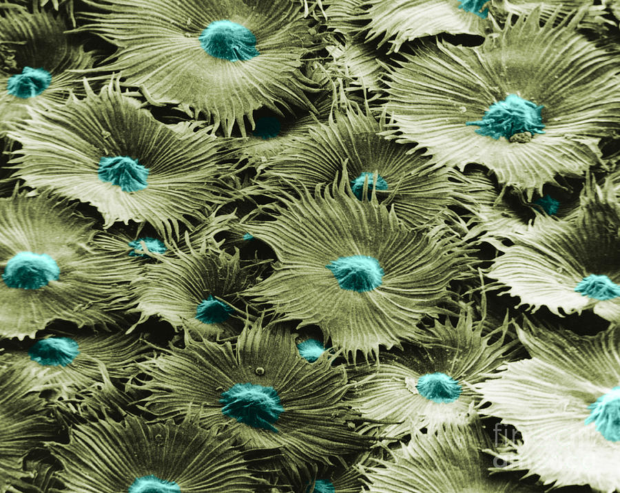 Russian Silverberry Leaf Sem #2 Photograph by Asa Thoresen