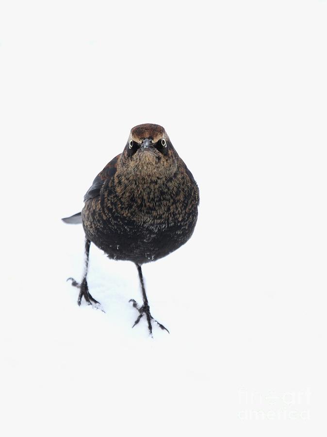 Rusty Blackbird #2 Photograph by Jack R Brock