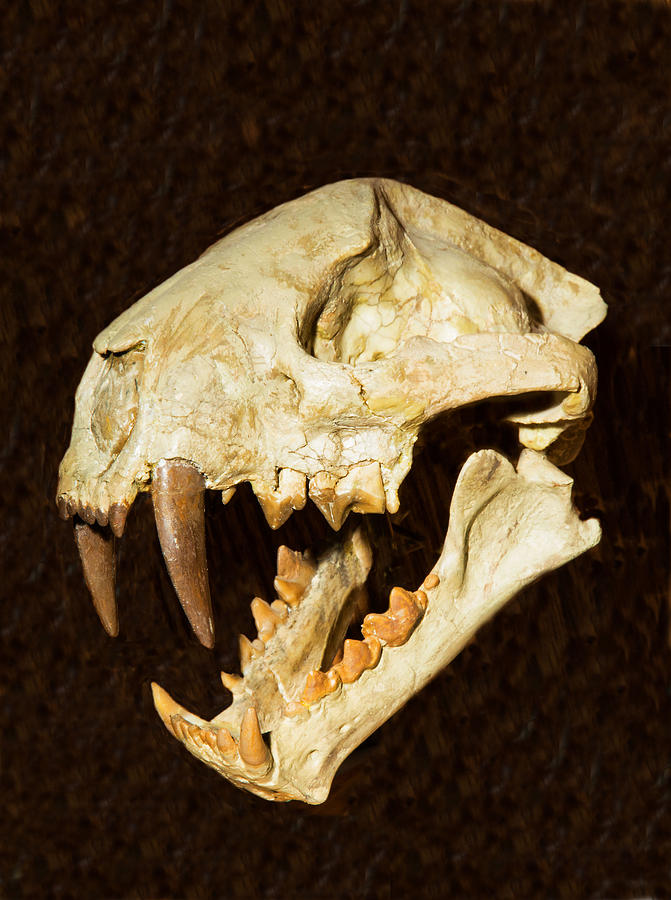 Saber Tooth Cat Skull Fossil #2 Photograph by Millard H. Sharp