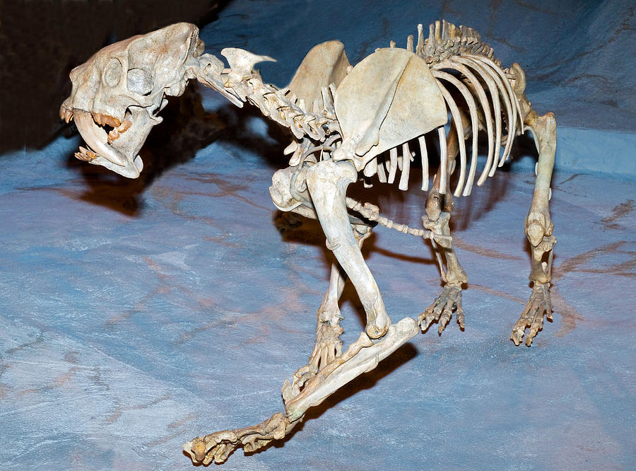 saber tooth tiger fossil