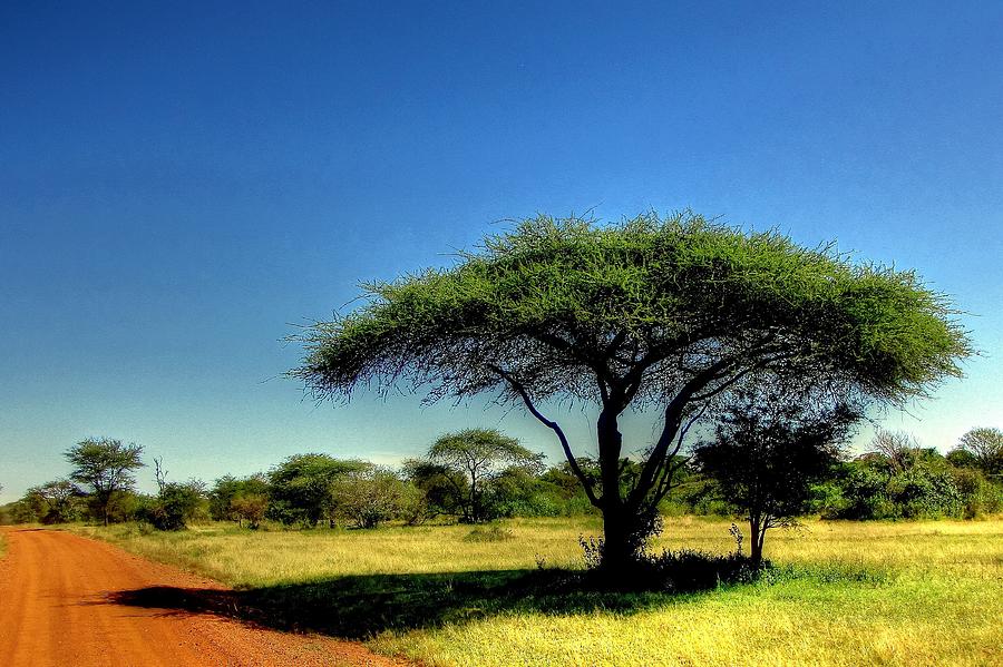 Safari in Kenya Africa #2 Photograph by Paul James Bannerman