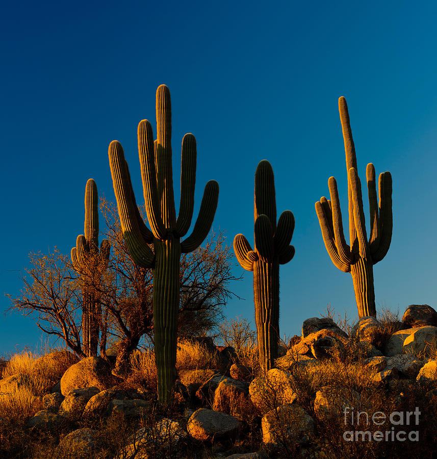 Saguaro Cacti #2 Photograph by John Shaw