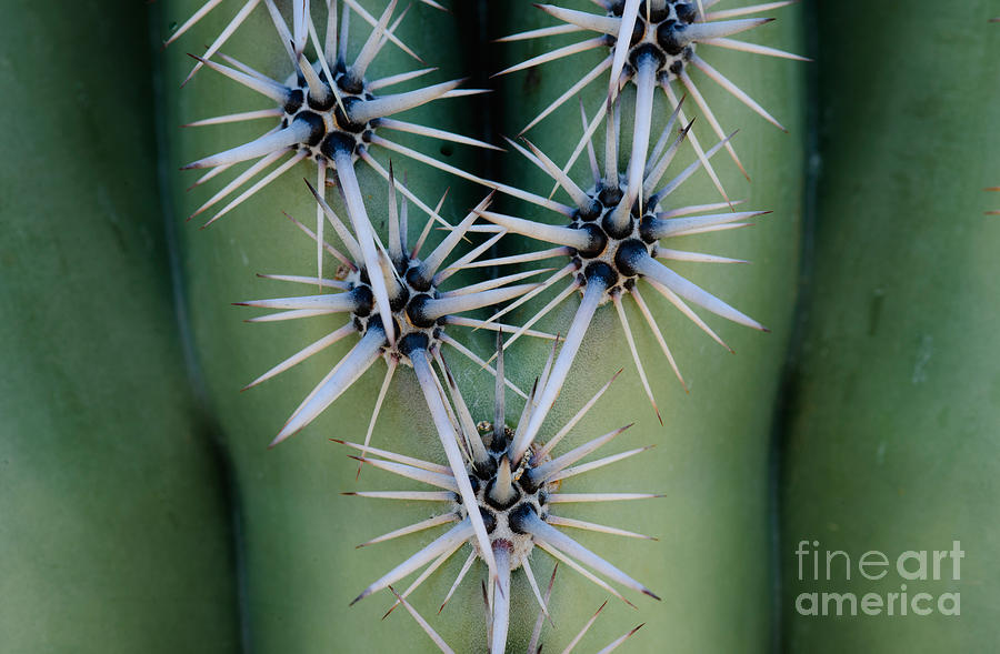 Saguaro Cactus Close-up #2 Photograph by John Shaw