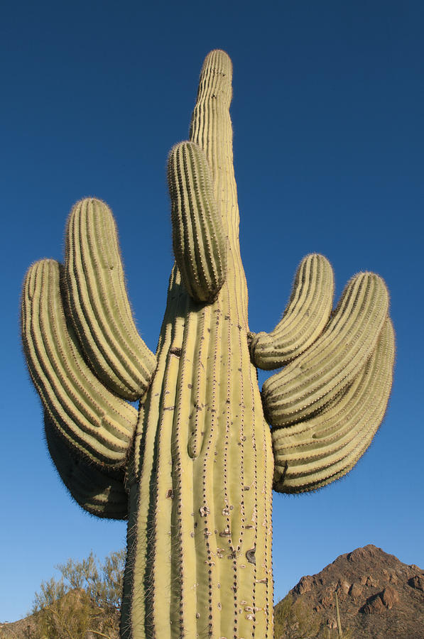 Saguaro Cactus Saguaro Np Arizona #2 Photograph by Kevin Schafer