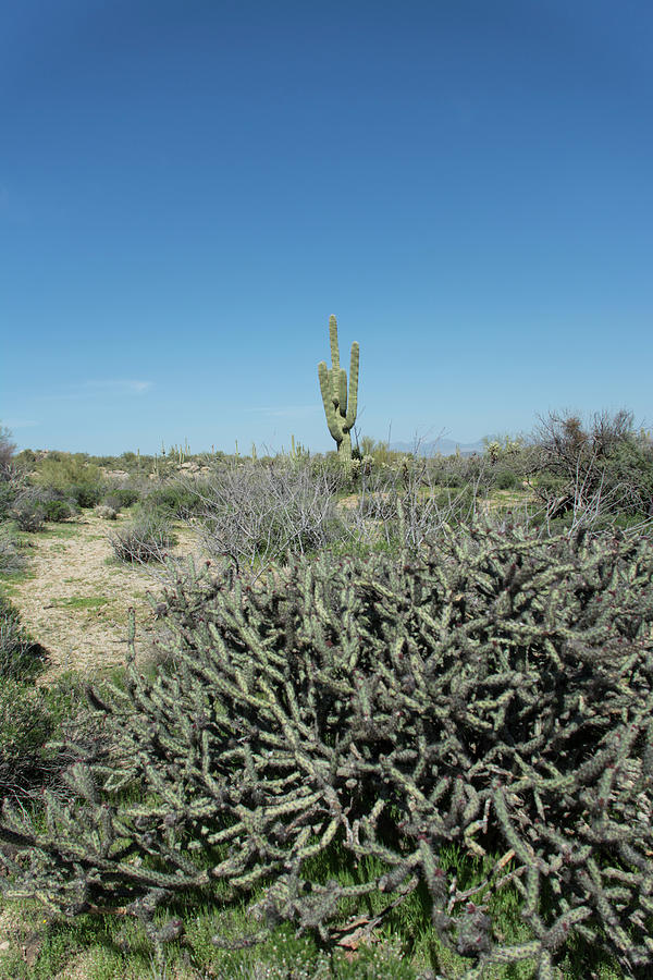 Saguaro Cactus #2 Photograph by Shan Shui