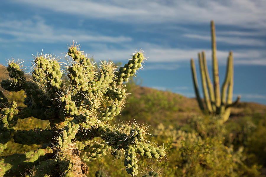 Saguaro National Park Cactus Forest #2 Photograph by Jim West/science Photo Library