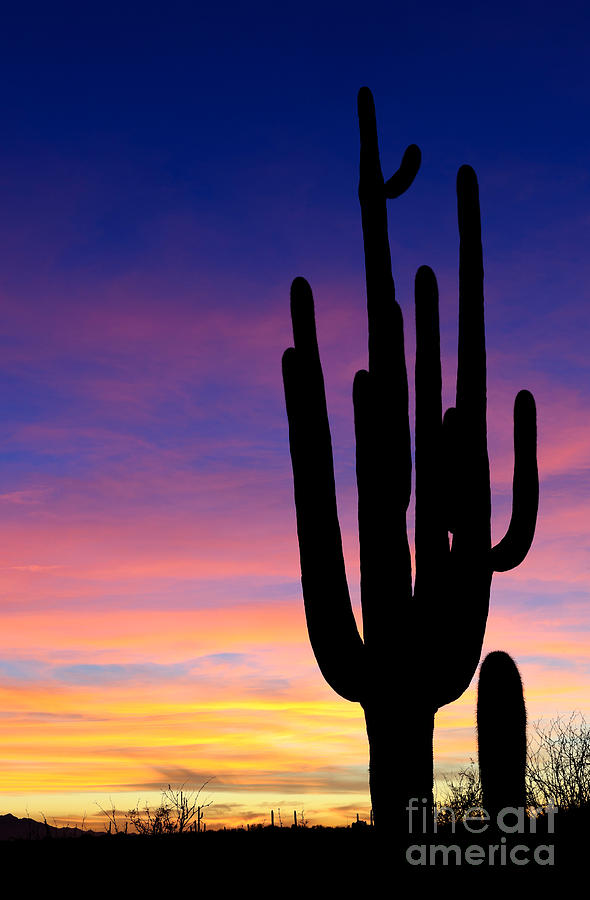 Saguaro Silhouette #4 Photograph by John Shaw