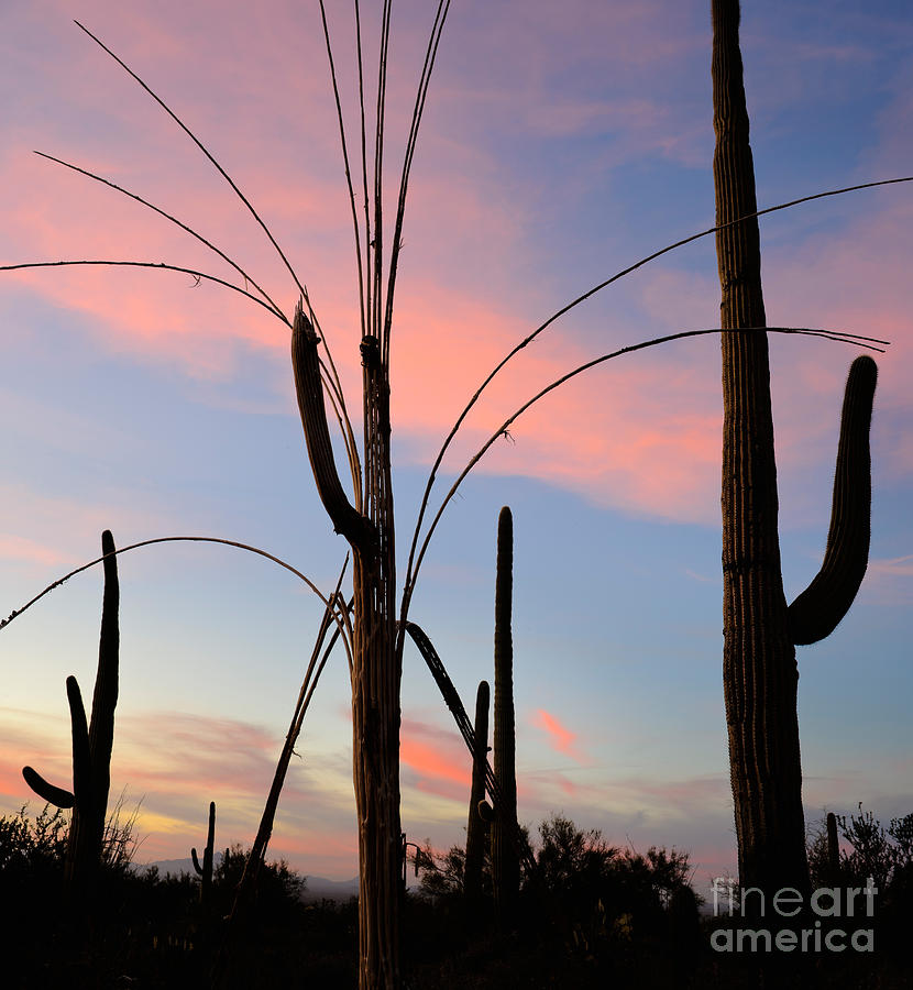Saguaro Silhouettes #2 Photograph by John Shaw