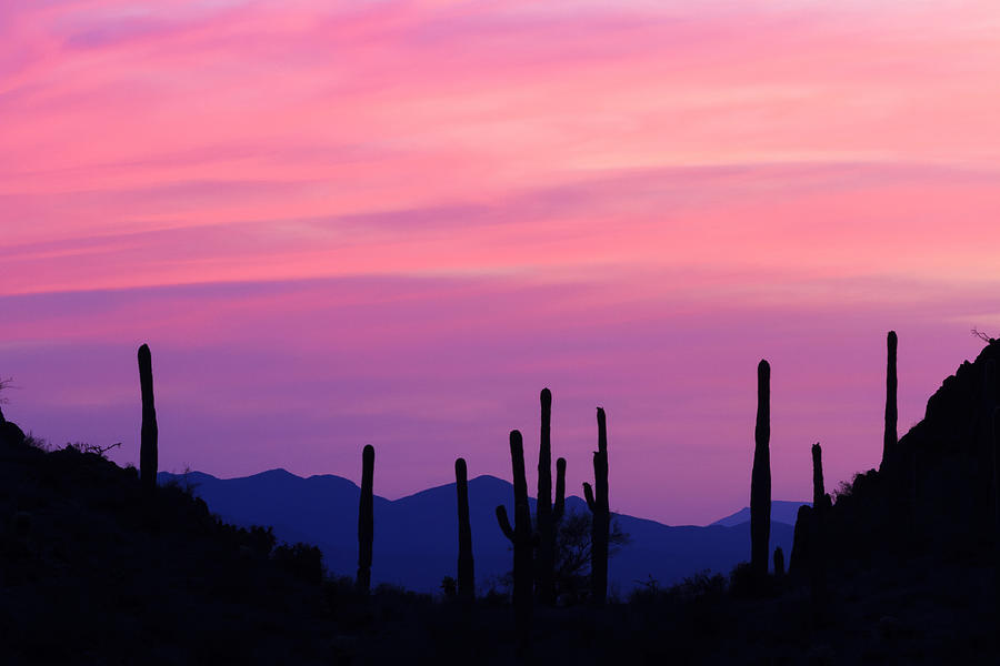 Saguaro Sunset #2 Photograph by Bryan Bzdula