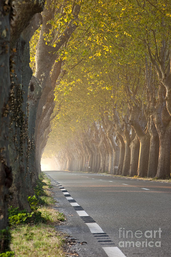 Saint Remy Trees - Provence France Photograph by Brian Jannsen