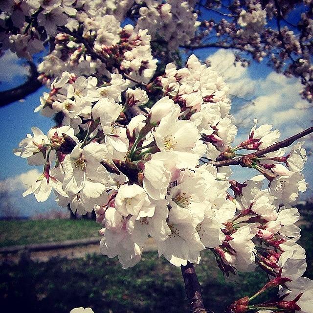 Nature Photograph - #sakura #cherry #blossoms #2 by Yukiko Nobeno