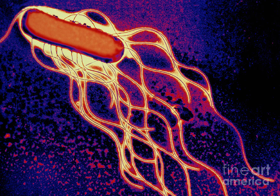 Salmonella Bacterium #2 Photograph by Science Source