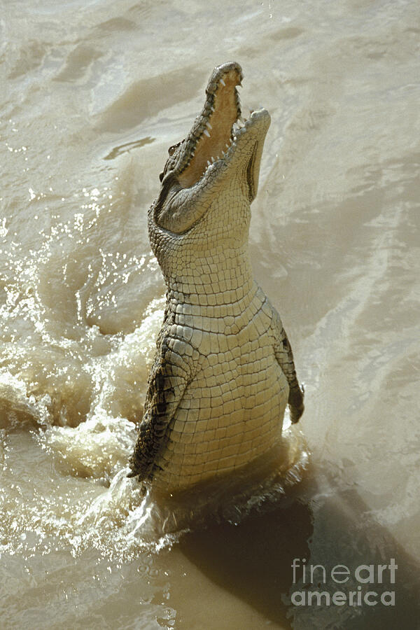 saltwater crocodile Australia #2 Photograph by Rudi Prott