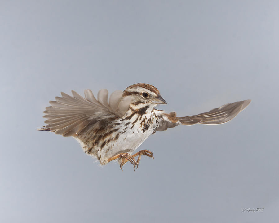 Sammy the Song Sparrow #2 Photograph by Gerry Sibell