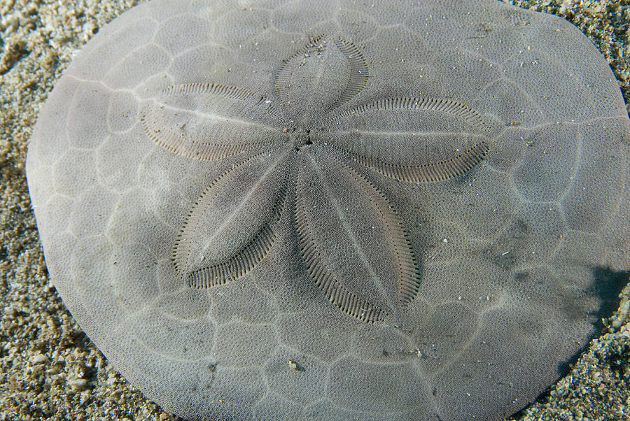 Sand Dollar Photograph by Andrew J. Martinez - Fine Art America