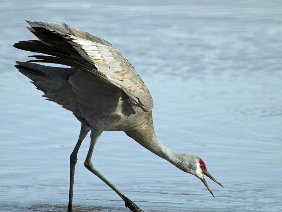 Sandhill Crane Photograph by Dee Carpenter | Fine Art America