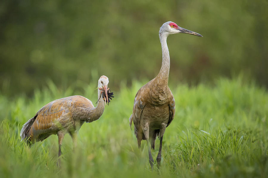 sandhill-crane-eating-red-winged-photograph-by-linda-arndt