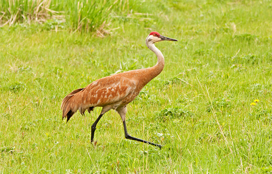 Sandhill Crane Photograph by Elijah Weber - Fine Art America