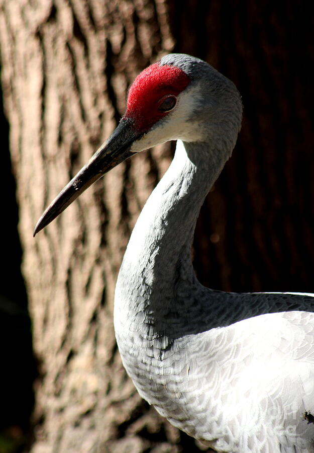 Sandhill Crane Portrait Photograph by Christiane Schulze Art And ...