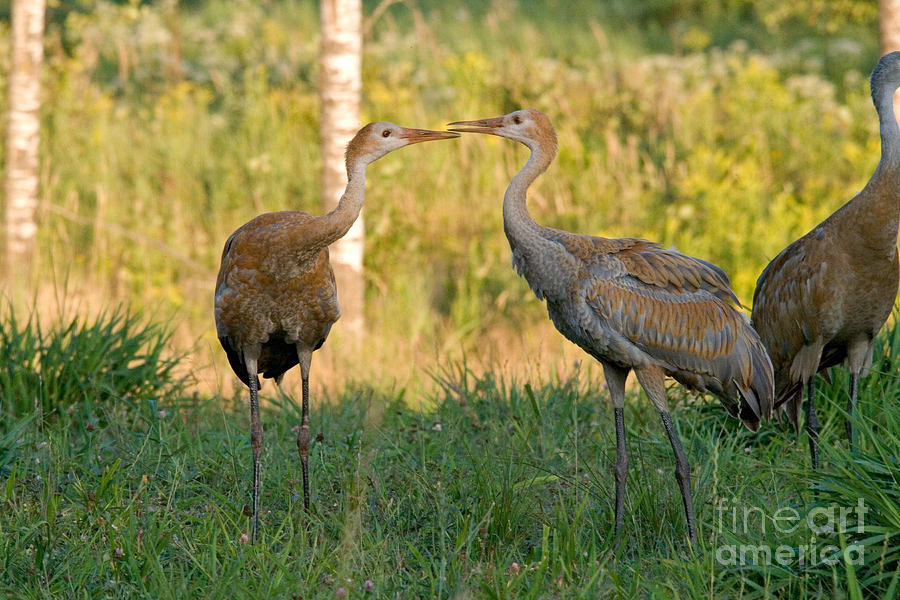 Sandhill Cranes #2 Photograph by Linda Freshwaters Arndt