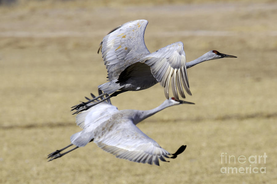 Bird Photograph - Sandhill Cranes #2 by Tim Moore