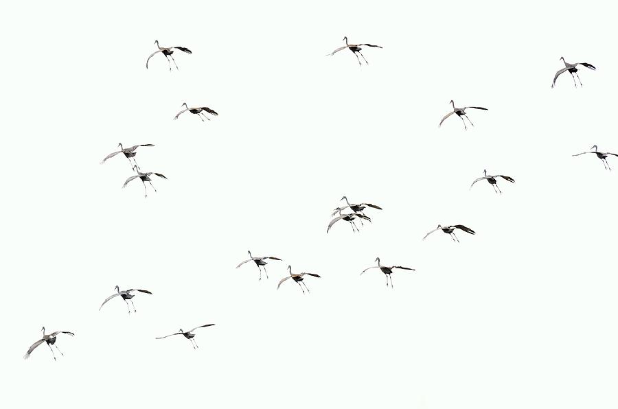 Sandhill Cranes #2 Photograph by Walt Sterneman