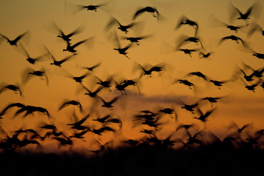 Nature Photograph - Sandhill Migration #2 by Jeffrey Phelps