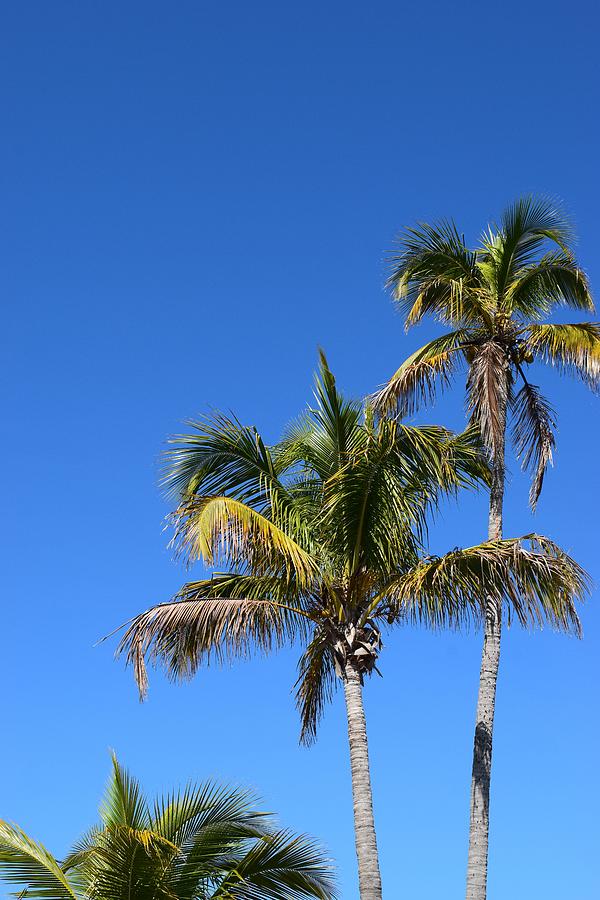 Sanibel Palms #2 Photograph by Curtis Krusie