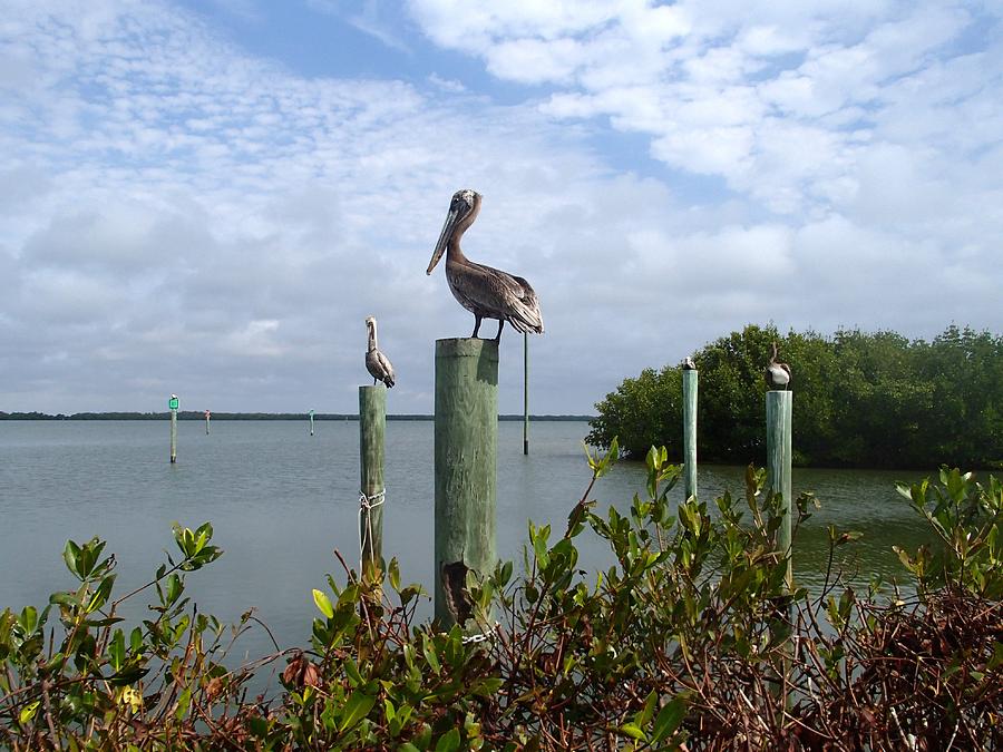 Sanibel Pelicans #2 Photograph by Curtis Krusie
