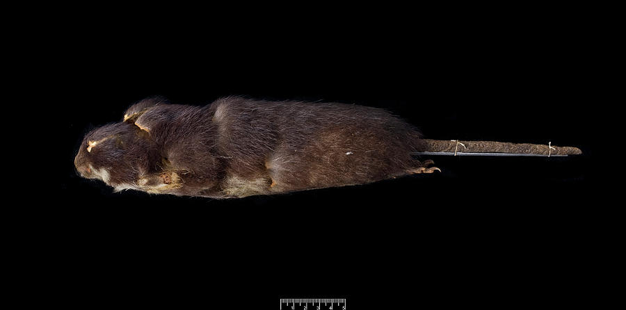 Nature Photograph - Santa Lucia Giant Rice Rat #2 by Natural History Museum, London/science Photo Library