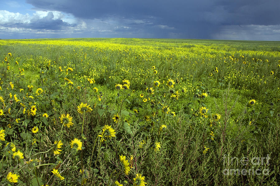 Saskatchewan Prairie #2 Photograph by Mark Newman