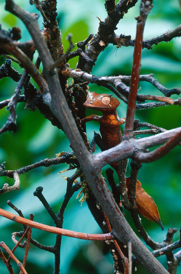 Satanic Leaftail Gecko #2 Photograph by Steve Cooper