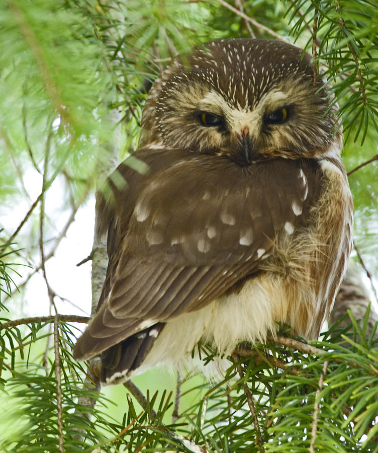Saw-whet Owl Photograph