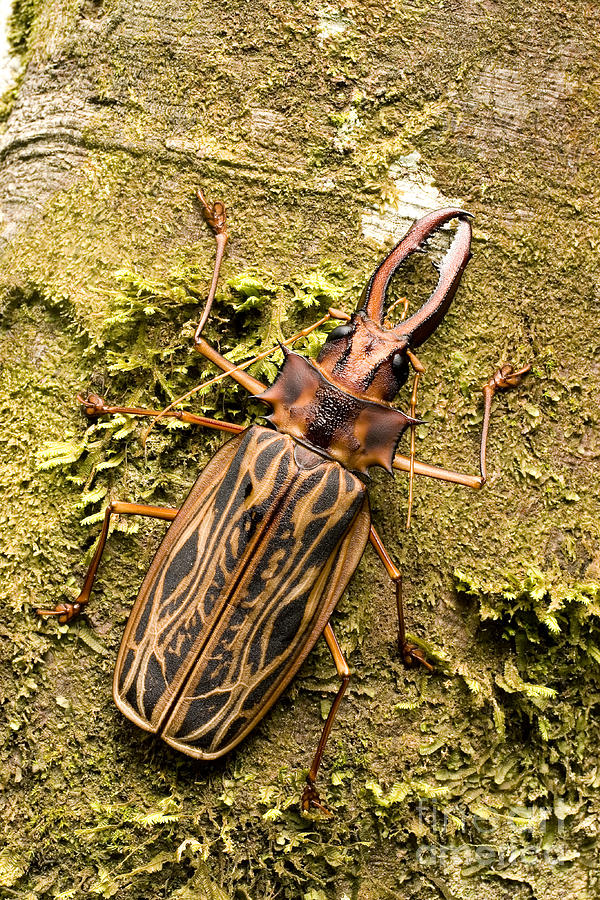 Sawyer Beetle #2 Photograph by Gregory G. Dimijian, M.D.