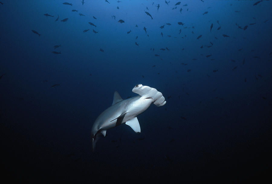 Scalloped Hammerhead Shark #2 Photograph by Jeff Rotman