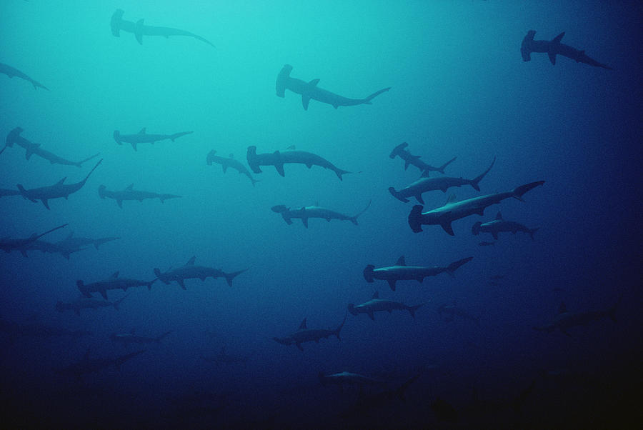 Scalloped Hammerhead Shark School Cocos #2 Photograph by Flip Nicklin