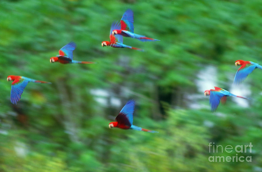 Bird Photograph - Scarlet And Green-winged Macaws #2 by Art Wolfe