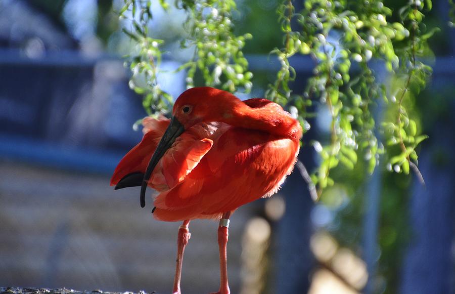 Scarlet Ibis  #2 Photograph by Bill Hosford