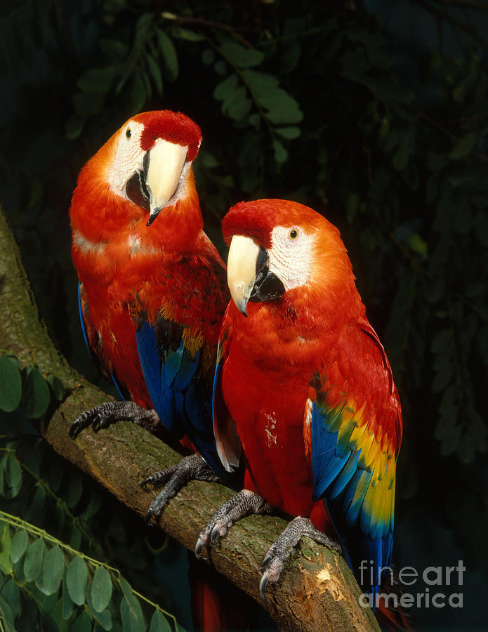 Scarlet Macaw #2 Photograph by Hans Reinhard