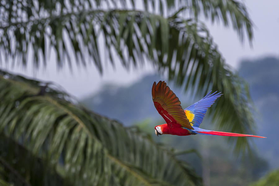 Scarlet Macaw #2 Photograph by John Shaw