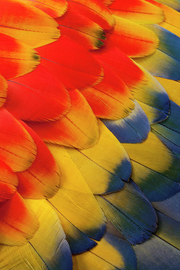 Macaw Photograph - Scarlet Macaw Wing Covert Feathers #2 by Darrell Gulin