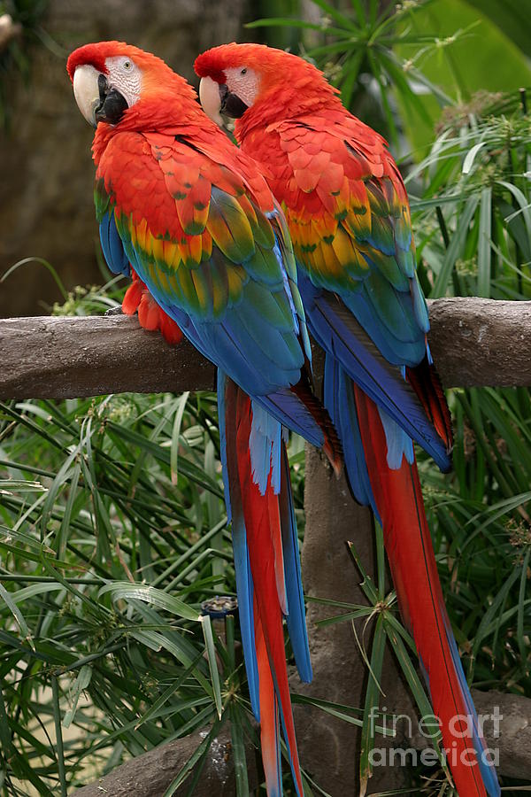 Scarlet Macaws #2 Photograph by Henrik Lehnerer
