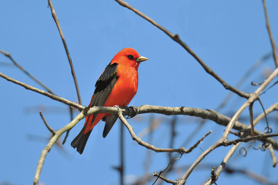 Scarlet Tanager #2 Photograph by Alan Lenk