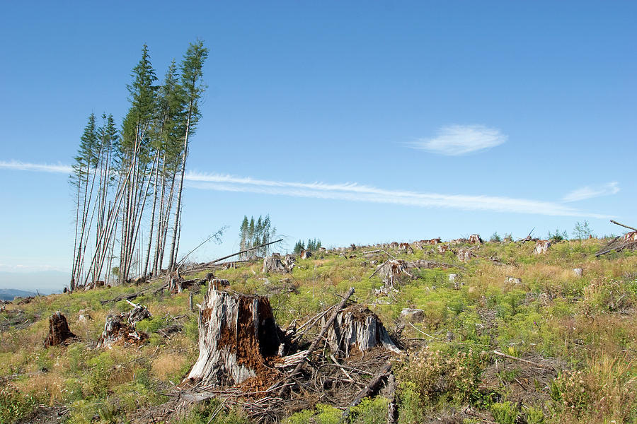 Scenic Of Clear Cutting Near Mt Photograph by Justin Bailie - Fine Art ...