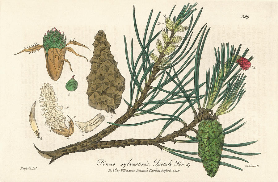 Nature Photograph - Scots Pine #2 by Florilegius/natural History Museum, London