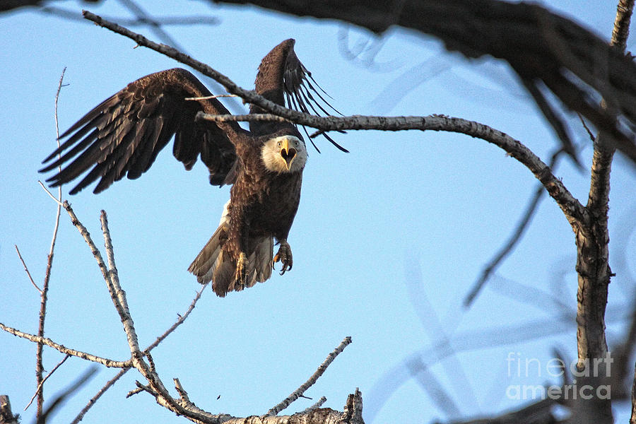 Screaming Eagle #2 Photograph by Bob Hislop
